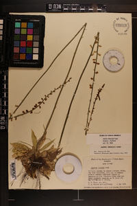 Aletris obovata image