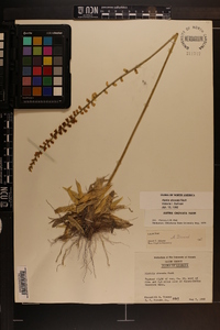 Aletris obovata image