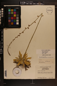 Aletris obovata image