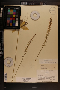 Aletris obovata image