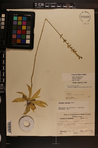 Aletris obovata image