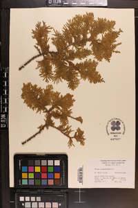 Thuja occidentalis image