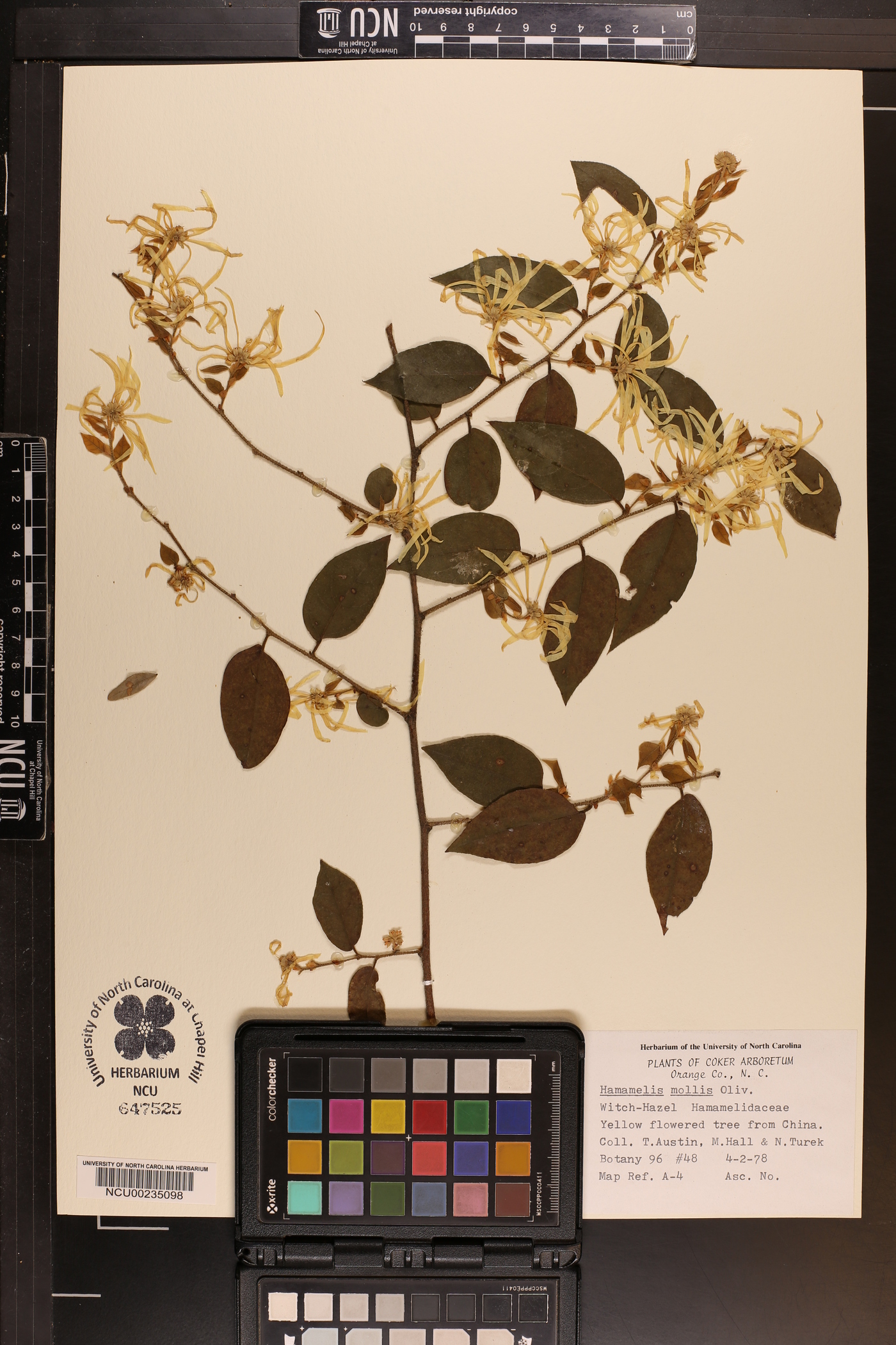 Hamamelis mollis image