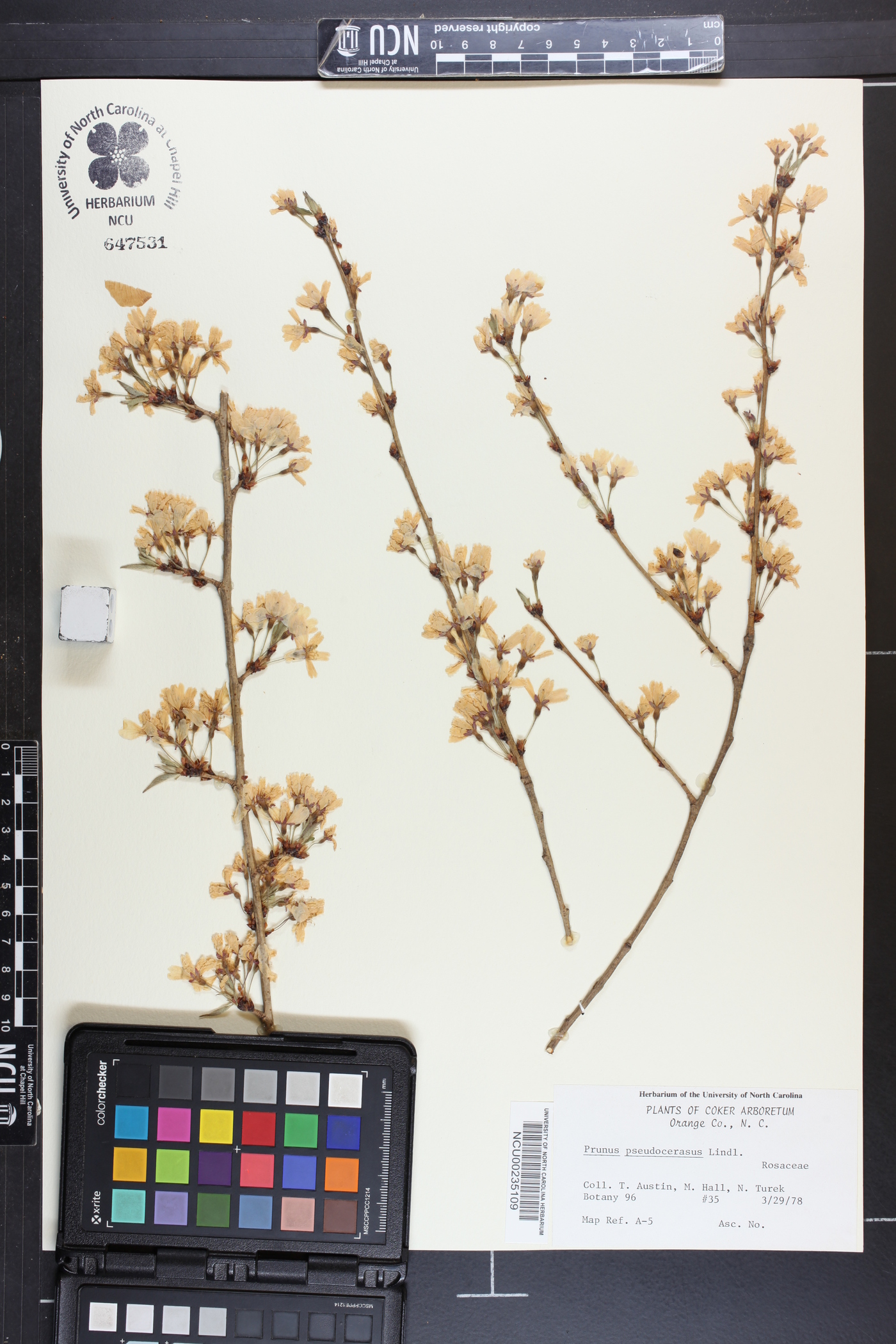 Prunus pseudocerasus image
