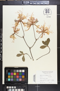 Rhododendron canescens image