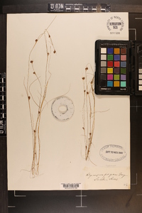 Rhynchospora filifolia image