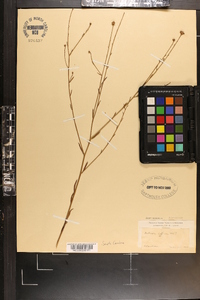 Boltonia diffusa image