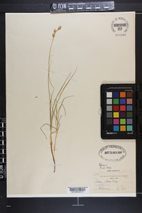 Carex silicea image