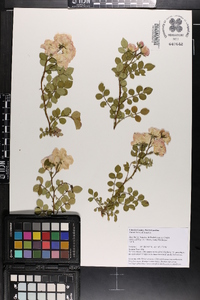 Rosa lucieae image