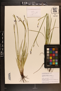 Sisyrinchium atlanticum image