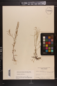 Cardamine parviflora image