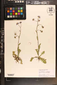 Erigeron quercifolius image