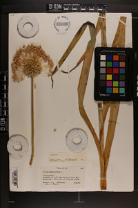 Allium ampeloprasum image