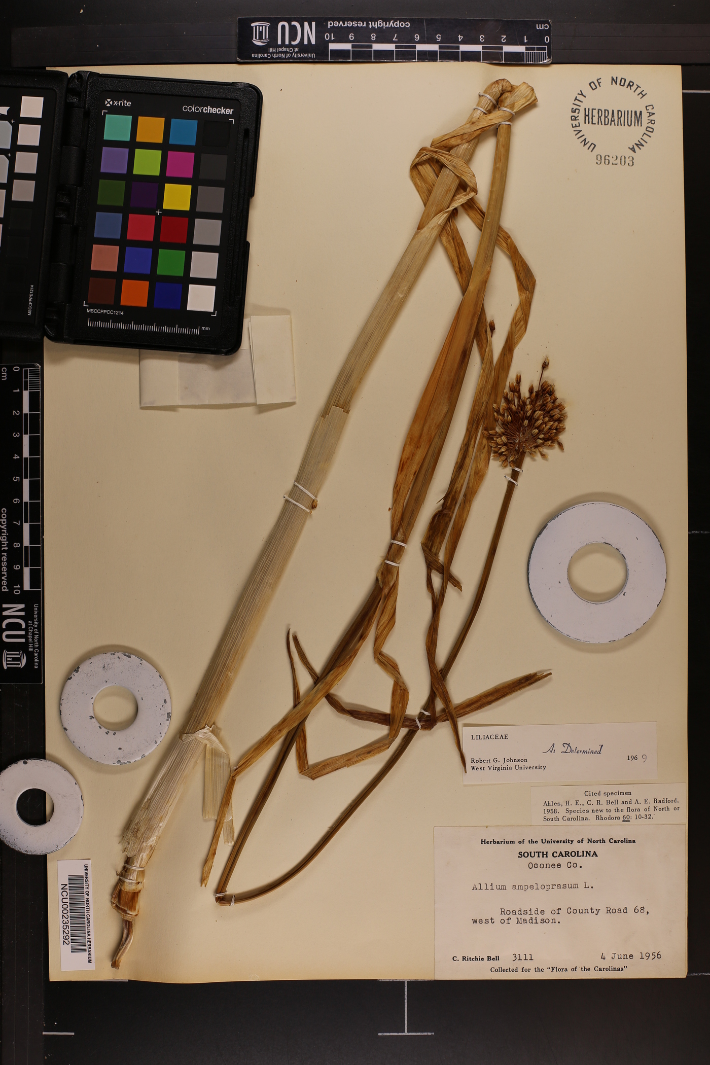Allium ampeloprasum image