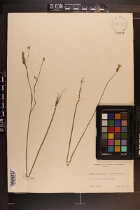 Polygala incarnata image