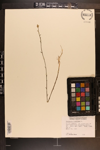 Polygala incarnata image