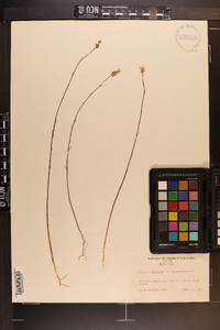 Polygala incarnata image