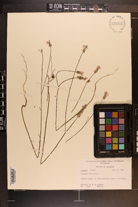 Polygala incarnata image