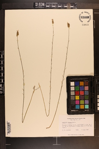 Polygala incarnata image