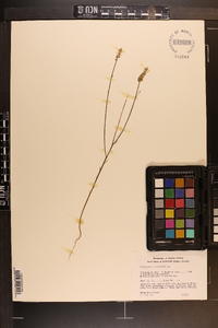 Polygala incarnata image