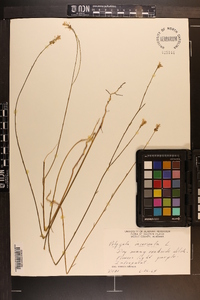 Polygala incarnata image