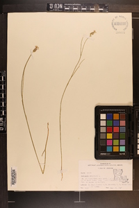 Polygala incarnata image