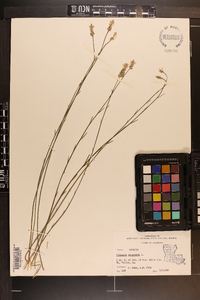 Polygala incarnata image