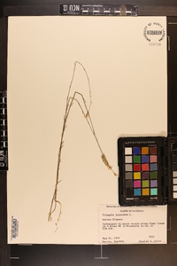 Polygala incarnata image