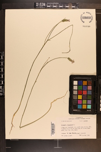 Polygala incarnata image