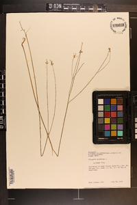 Polygala incarnata image