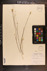 Polygala incarnata image