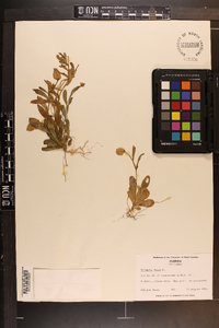 Polygala lutea image