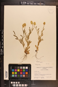 Polygala lutea image