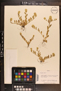 Polygala lutea image