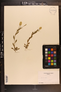 Polygala lutea image