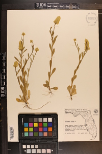 Polygala lutea image