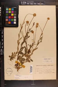 Polygala lutea image