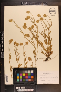 Polygala lutea image