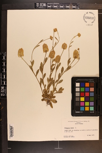 Polygala lutea image