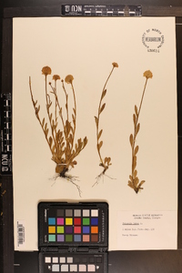 Polygala lutea image