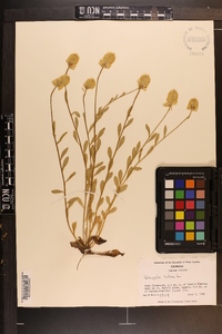 Polygala lutea image