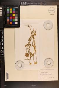 Polygala lutea image