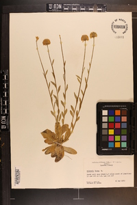 Polygala lutea image