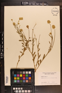 Polygala lutea image