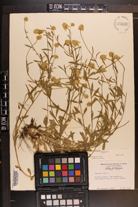 Polygala lutea image