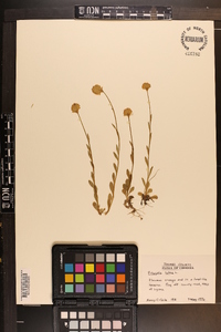 Polygala lutea image