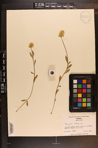 Polygala lutea image