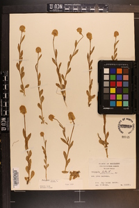 Polygala lutea image