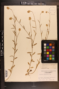 Polygala lutea image