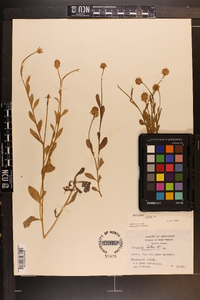 Polygala lutea image